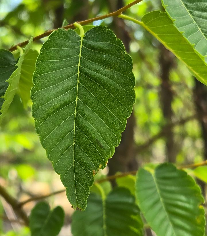 Zelkova serrata 'Green Vase'