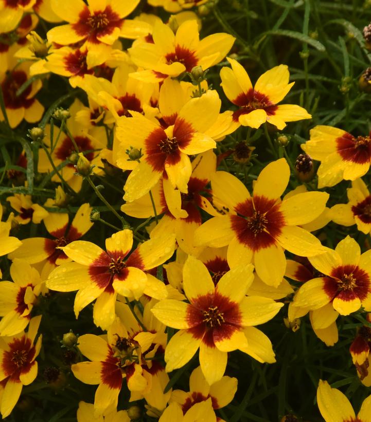Coreopsis verticillata Designer Threads™ 'Golden Needles'