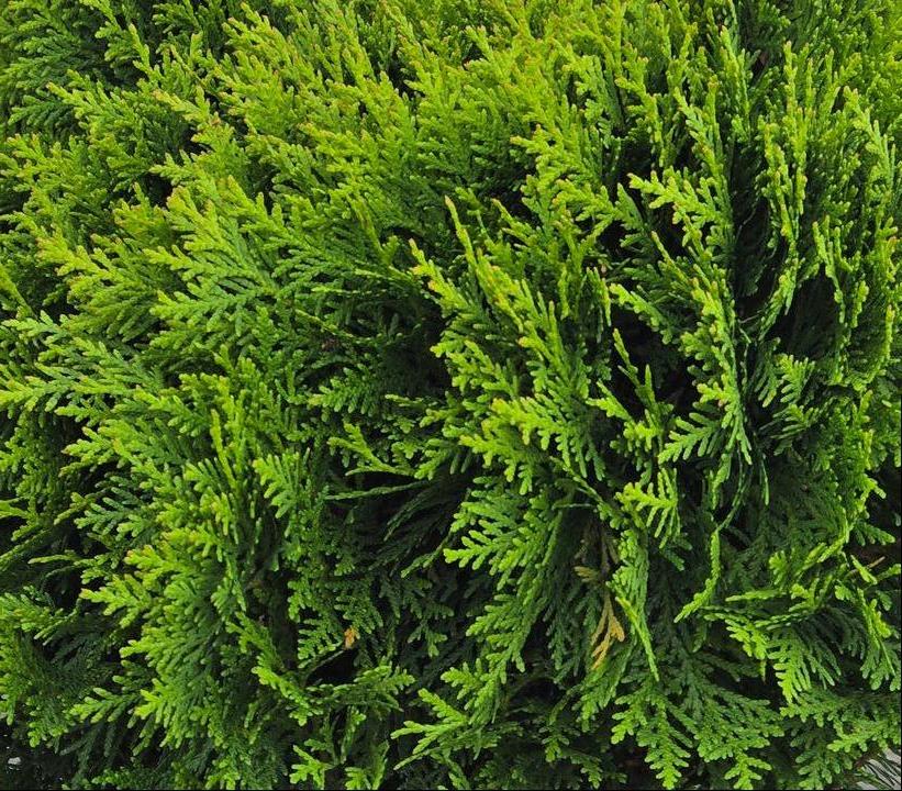 Thuja occidentalis 'Danica'