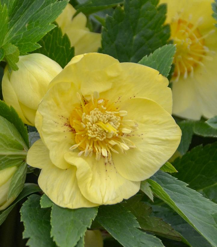 Helleborus Honeymoon® California Dreaming