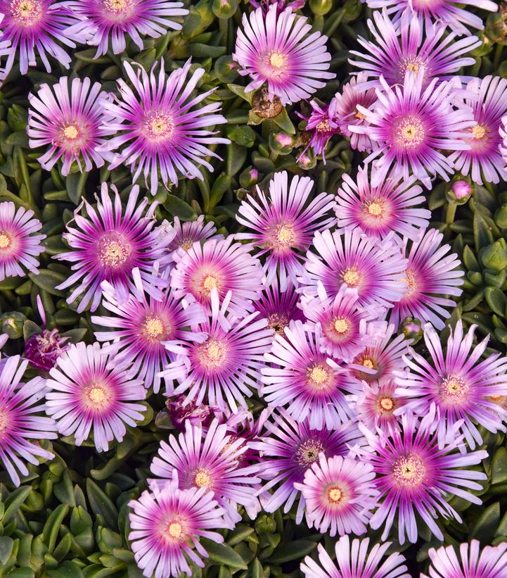Delosperma KALEIDOSCOPE™ 'Pink Radiance'