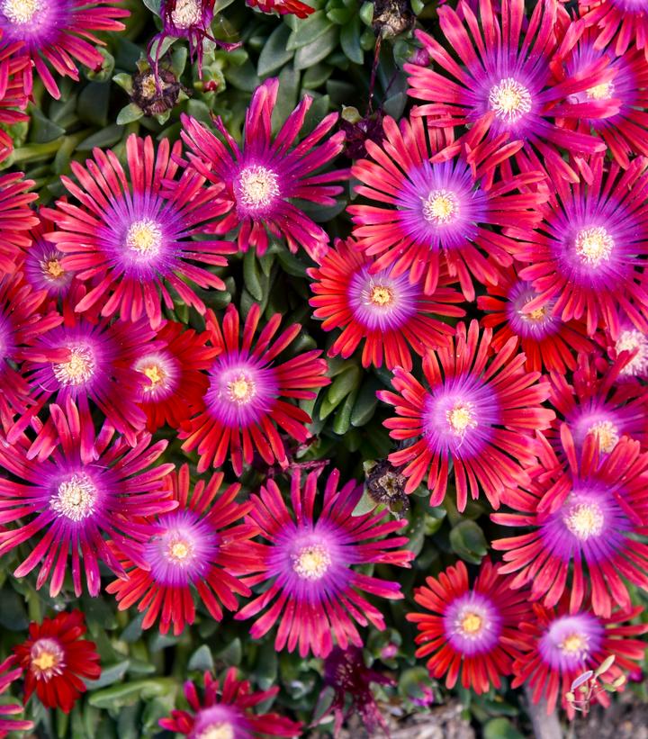 Delosperma KALEIDOSCOPE™ 'Razzle Dazzle'