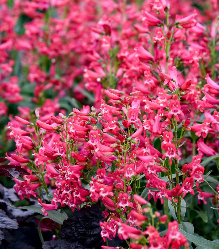Penstemon barbatus BEJEWELED™ 'Rose Rhinestones'