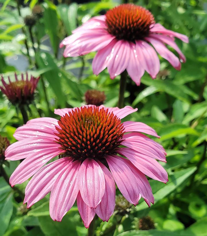 Echinacea x 'Sunmagic Vintage Fuchsia'