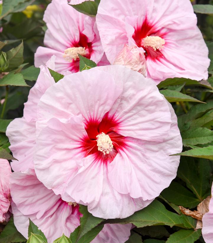 Image Credit: Walters Gardens