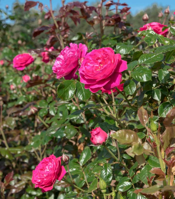 Image Credit: Star Roses and Plants