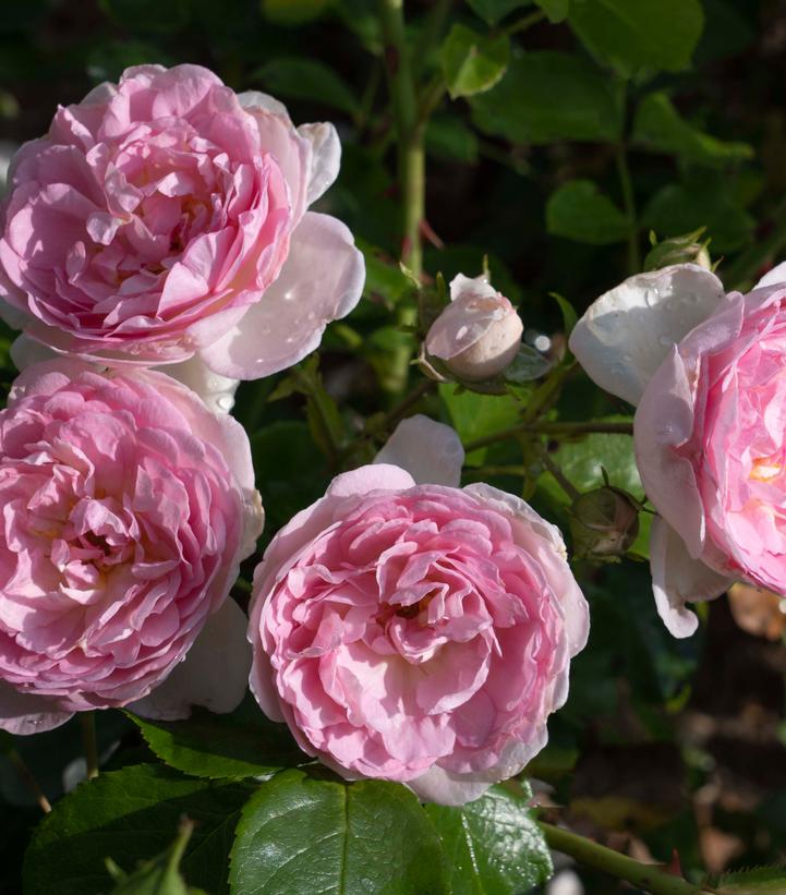 Image Credit: Star Roses and Plants