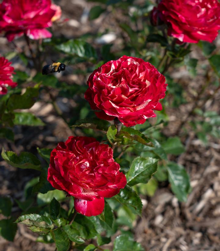 Image Credit: Star Roses and Plants