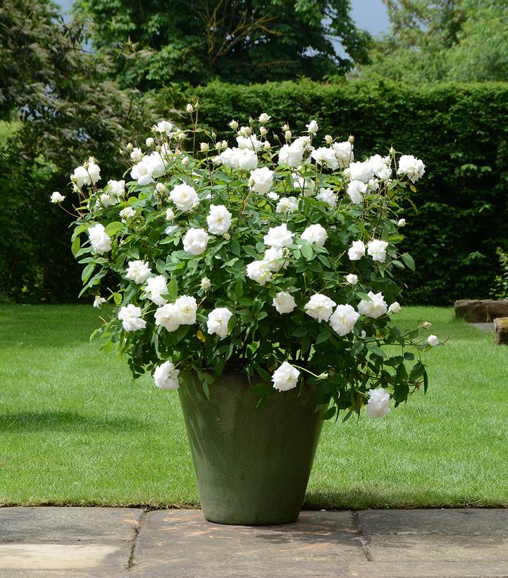 Image Credit: David Austin Roses