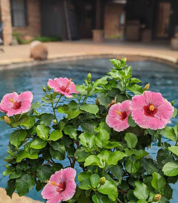 Image Credit: Spring Meadow Nursery