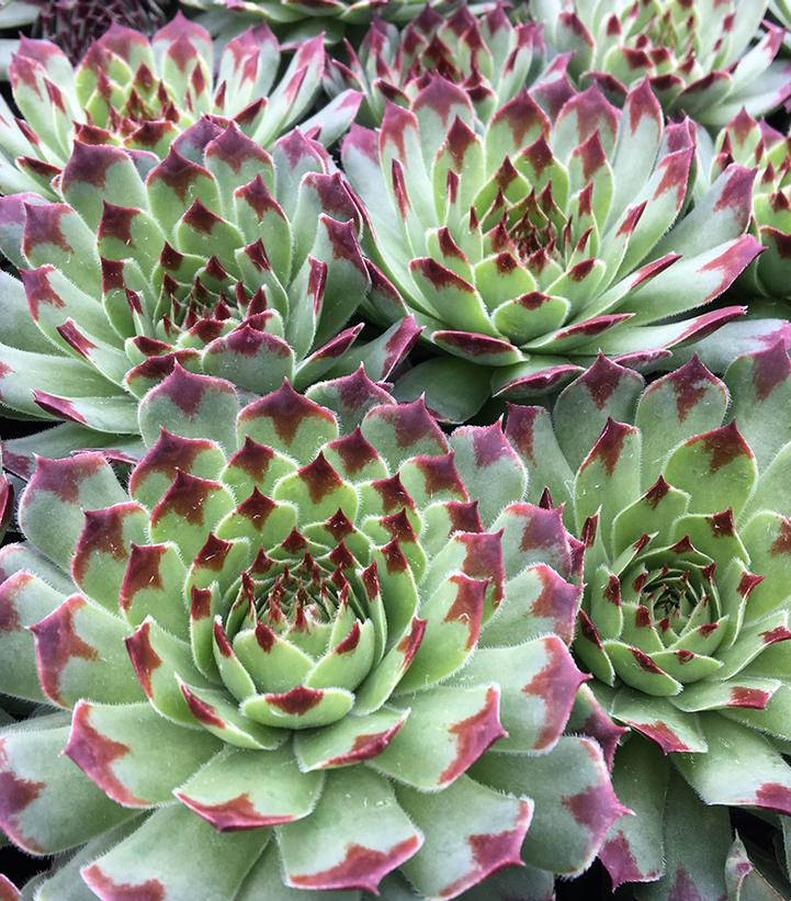 Image Credit: Garden Solutions