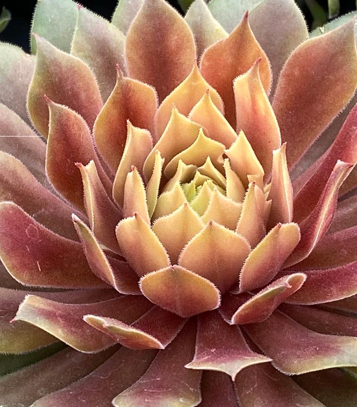Image Credit: Garden Solutions