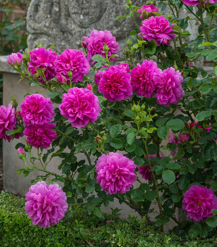 Image Credit: David Austin Roses