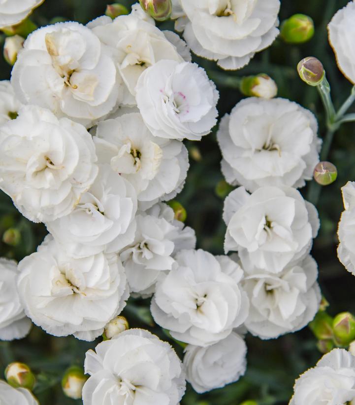 Image Credit: Walters Gardens