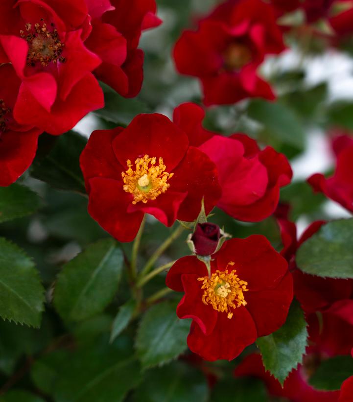 Image Credit: Star roses and Plants