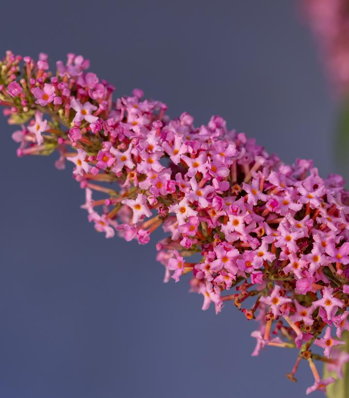 Image Credit: Bailey Nurseries