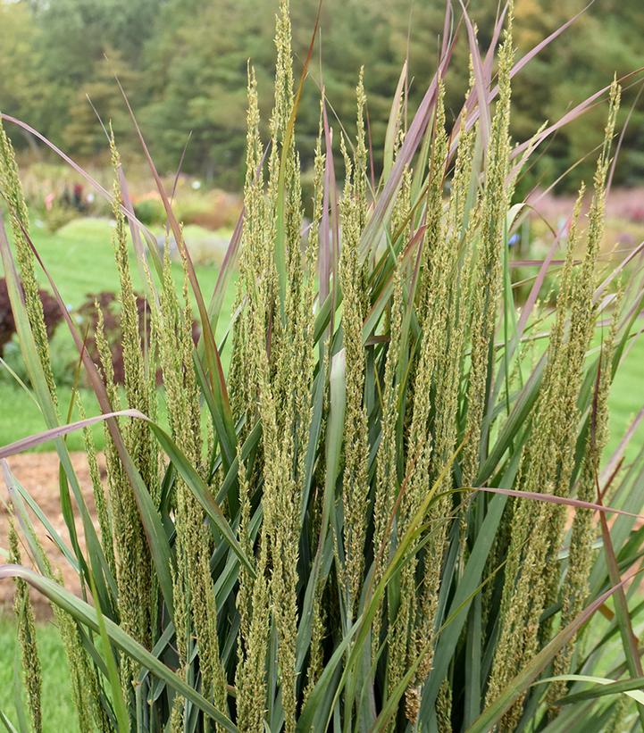 Image Credit: Walters Gardens