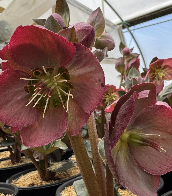 Image Credit: Prides Corner Farms