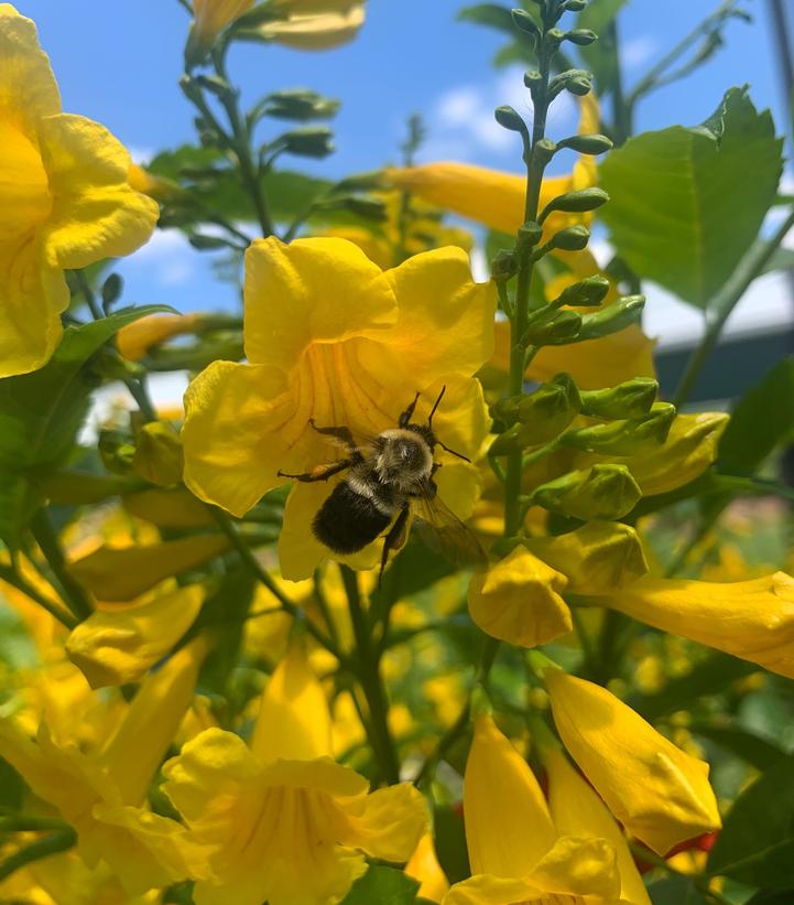 Image Credit: Spring Meadow Nursery