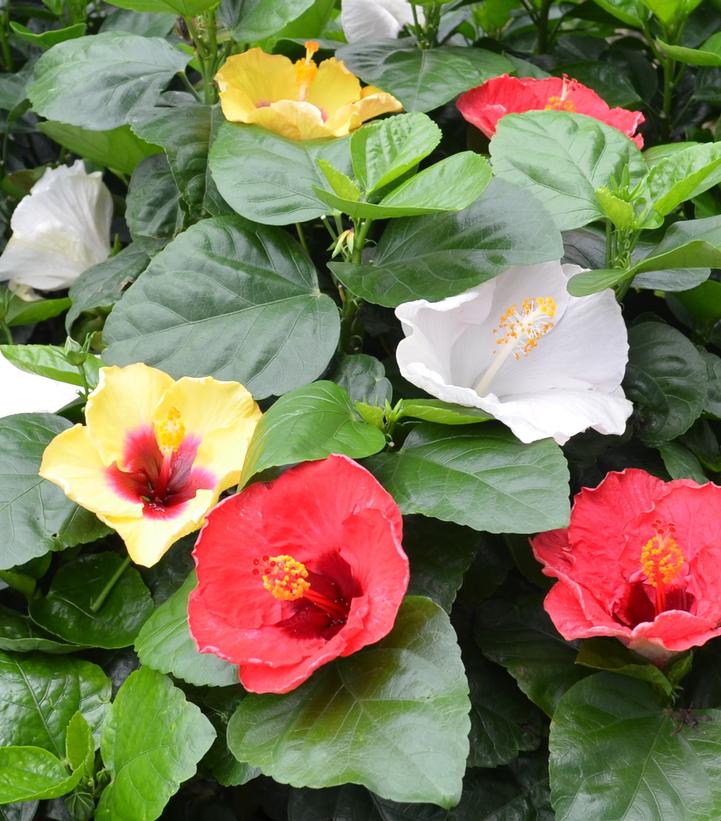 Image Credit: J. Berry Nursery