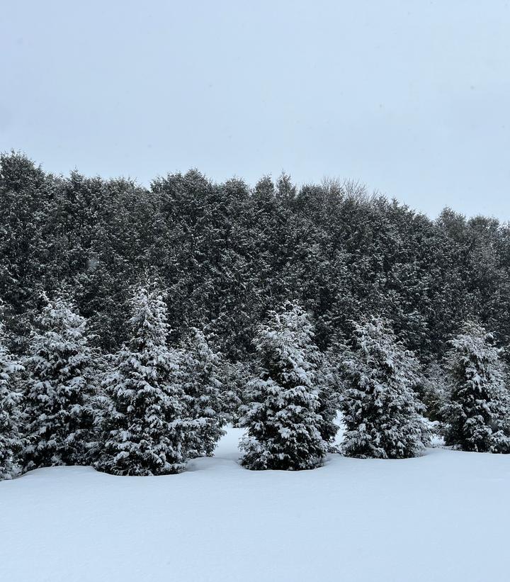 Image Credit: Spring Meadow Nursery