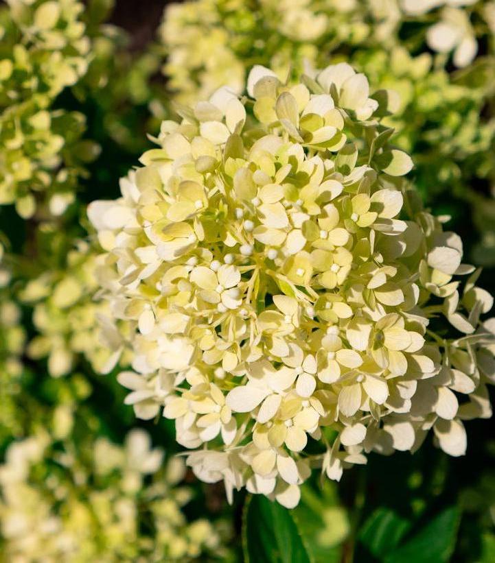 Image Credit: Bloomin' Easy
