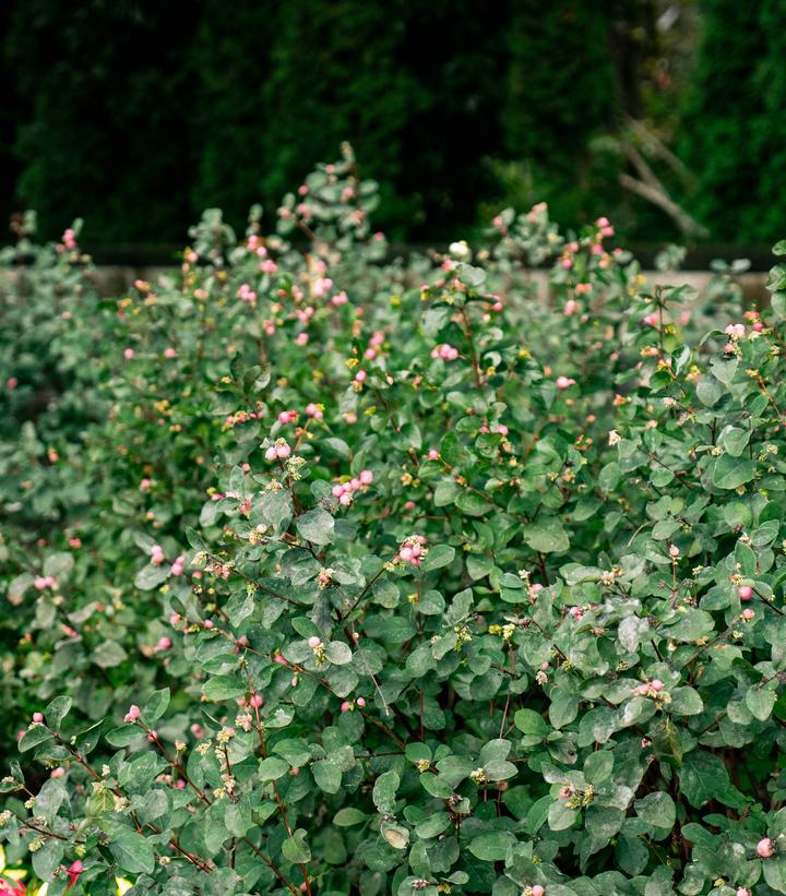 Image Credit: Bloomin' Easy