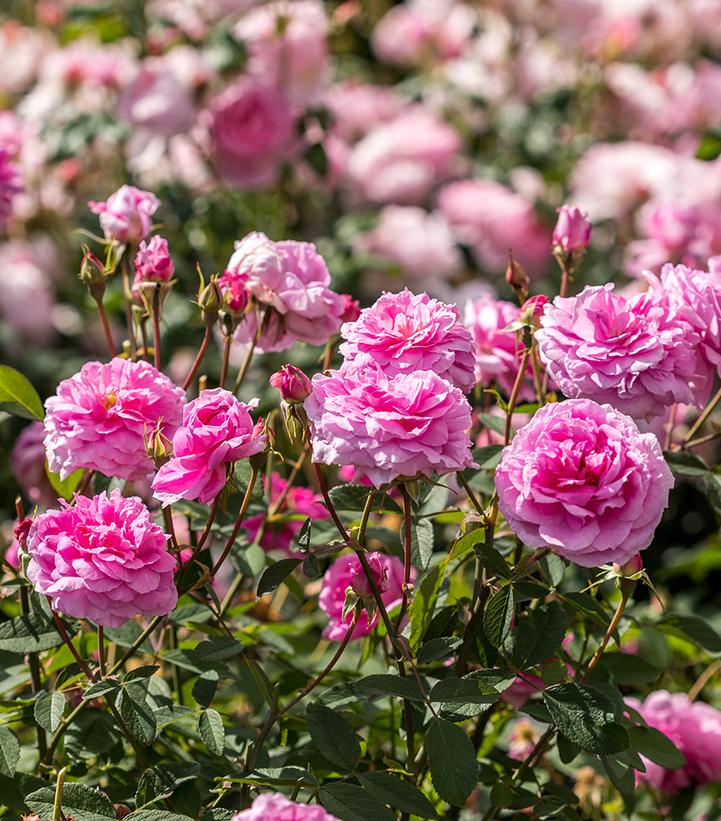 Image Credit: David Austin Roses