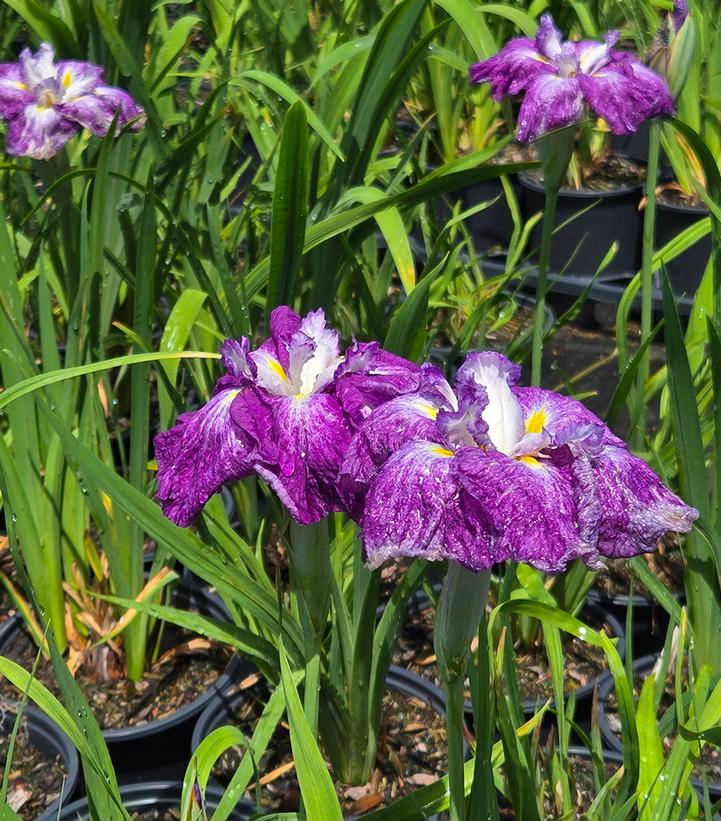 Image Credit: Prides Corner Farms