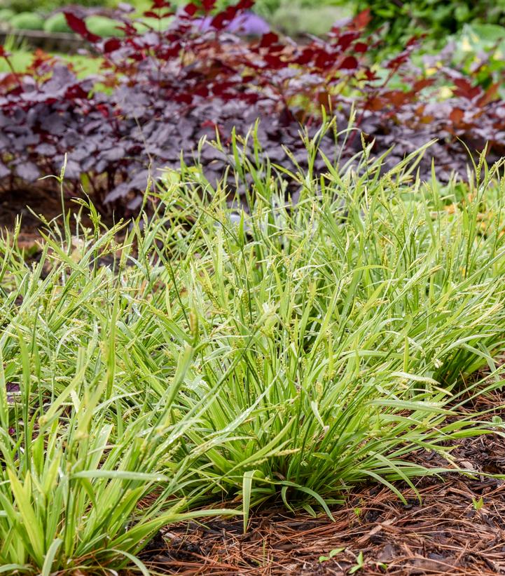 Image Credit: Walters Gardens