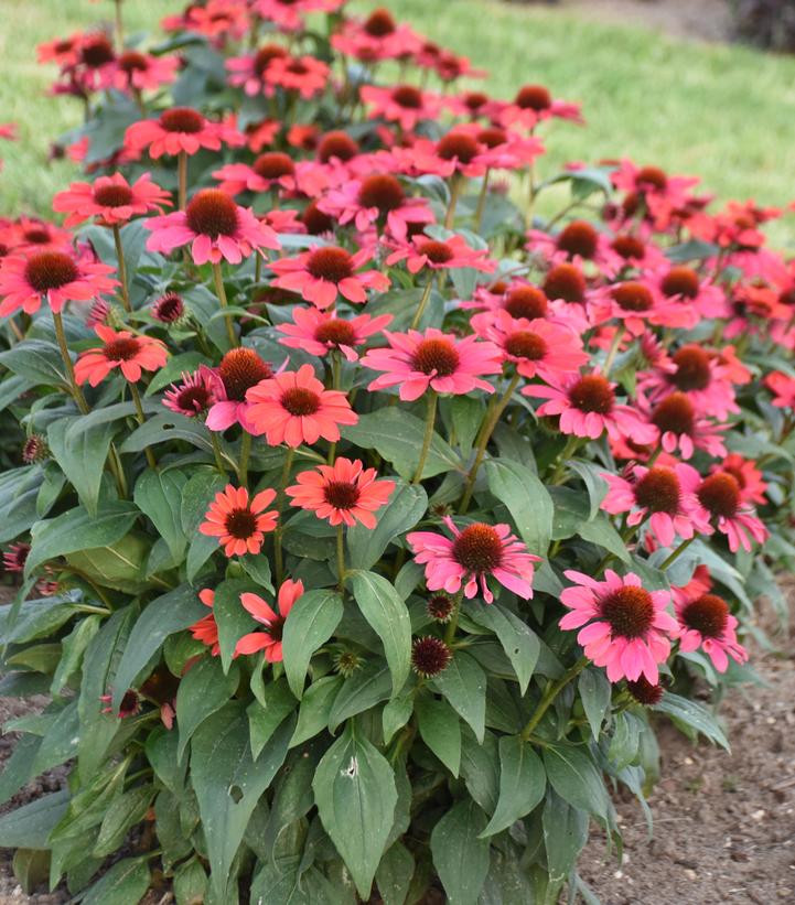 Image Credit: Walters Gardens