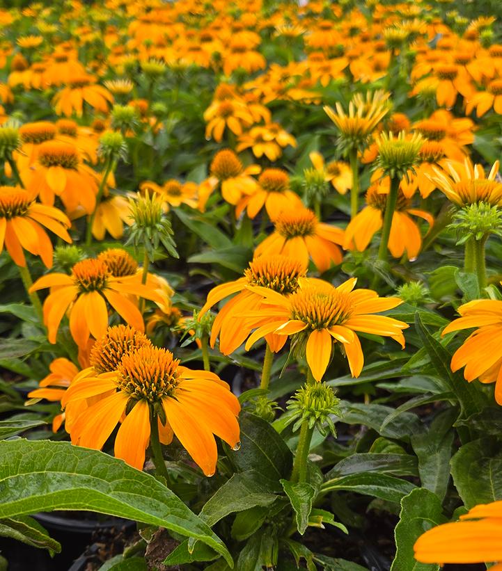 Image Credit: Prides Corner Farms