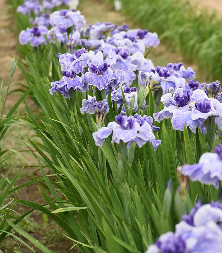 Image Credit: Walters Gardens