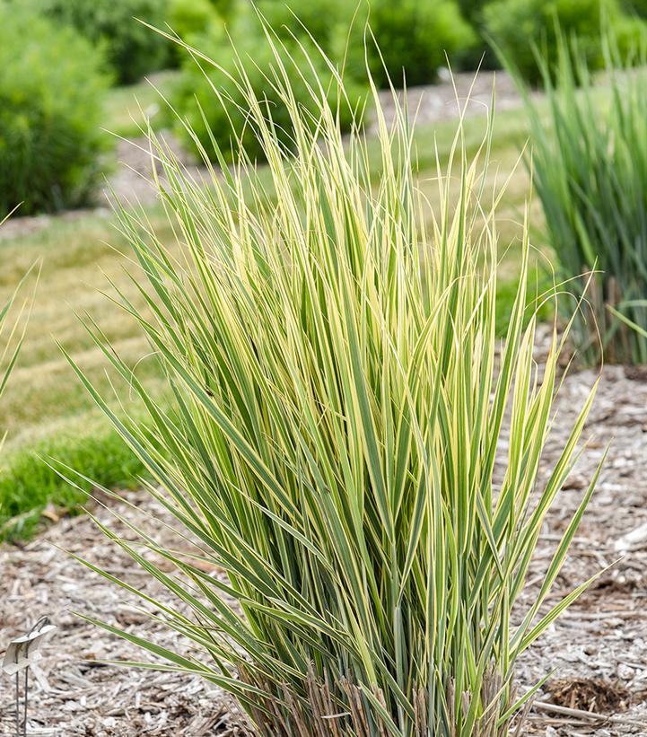 Image Credit: Walters Gardens