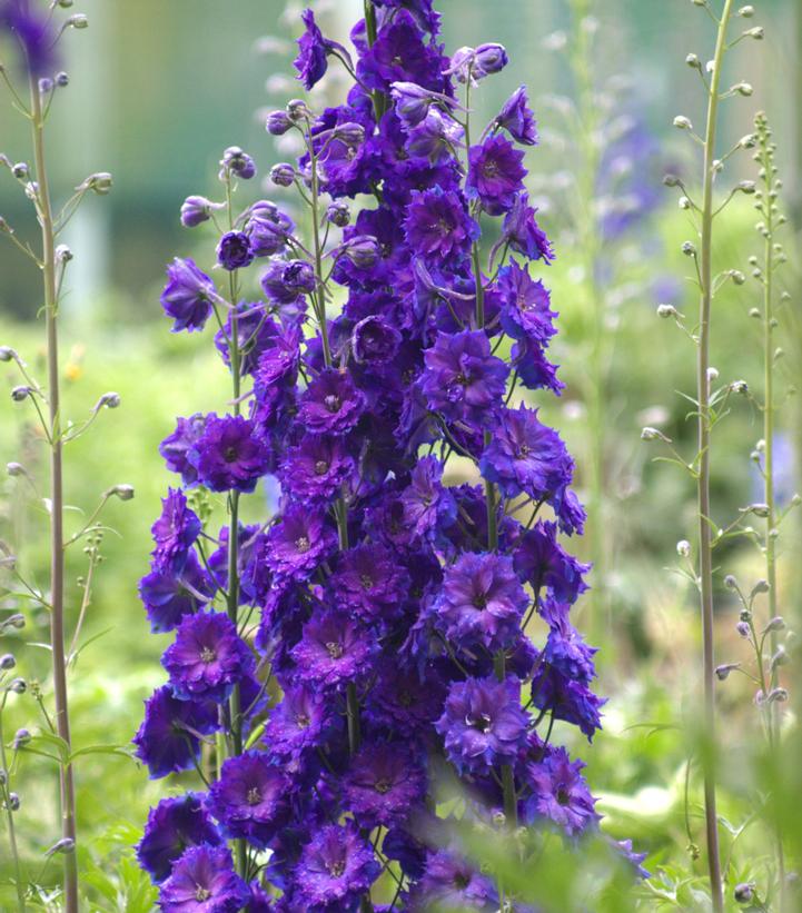 Image credit: Walters Gardens