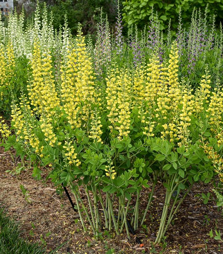 Image Credit: Walters Gardens