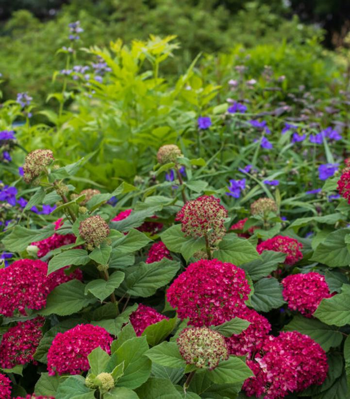 Image Credit: Bailey Nurseries