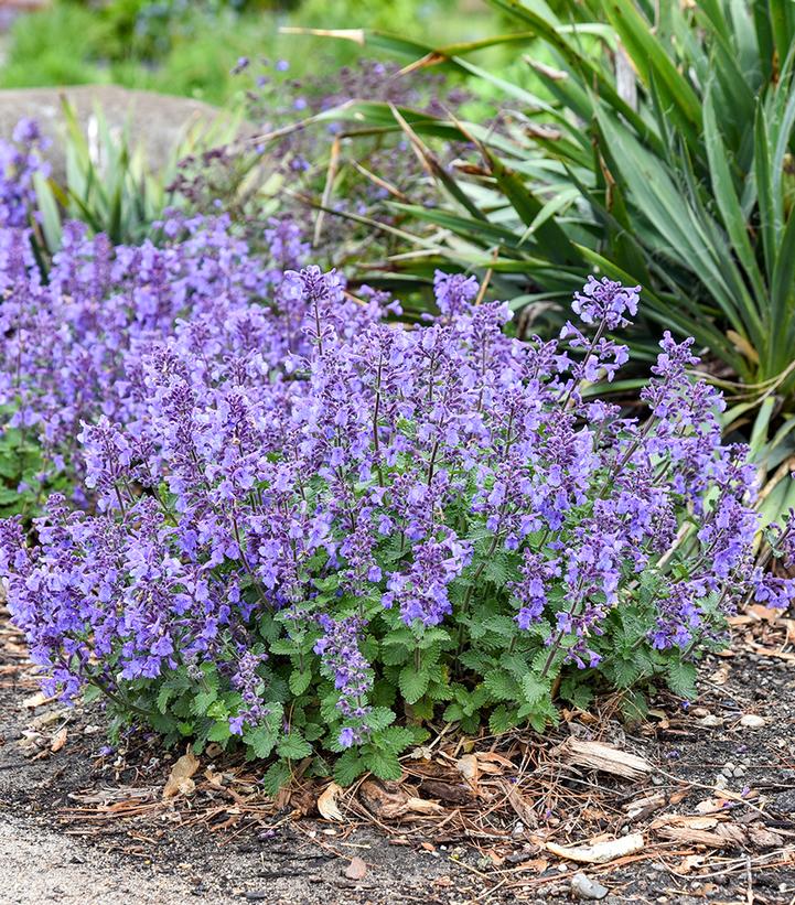 Image Credit: Walters Gardens