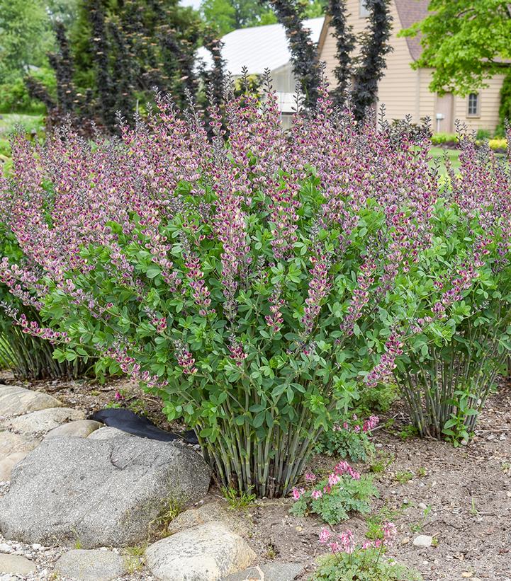 Image Credit: Walters Gardens
