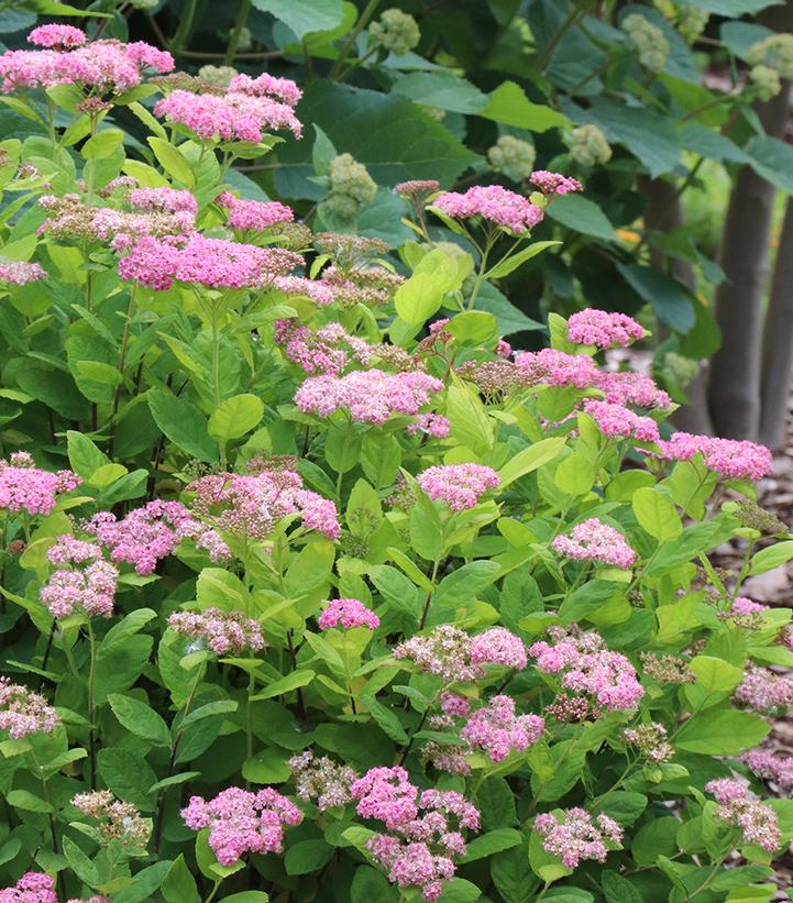 Image Credit: Spring Meadow Nursery