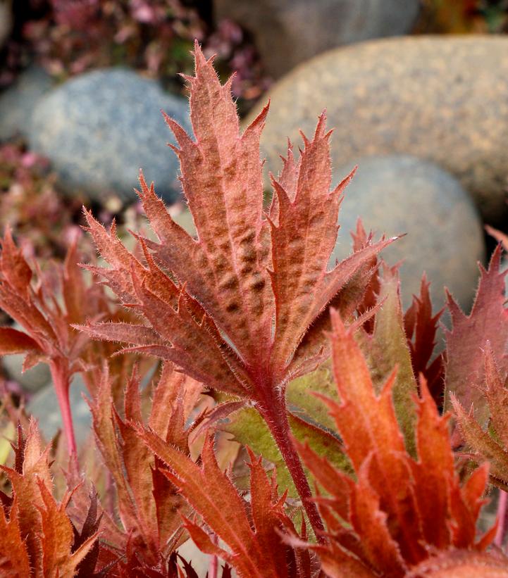 Image Credit: Terra Nova Nurseries