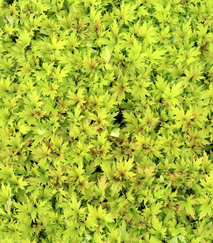 Image Credit: TERRA NOVA® Nurseries, Inc.