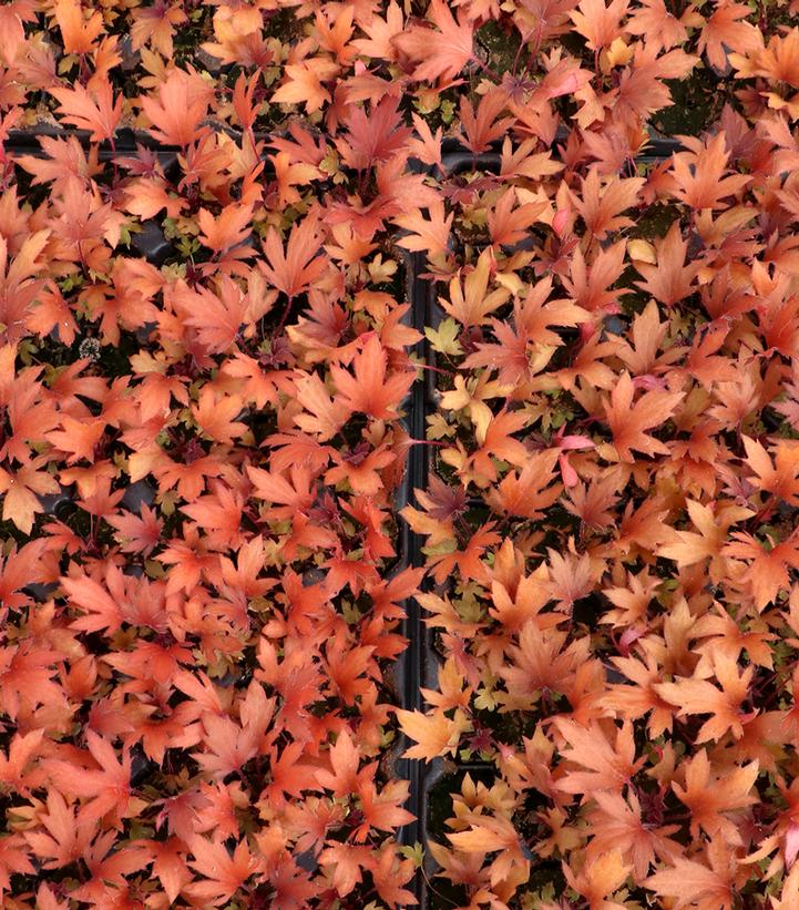 Image Credit: TERRA NOVA® Nurseries, Inc.