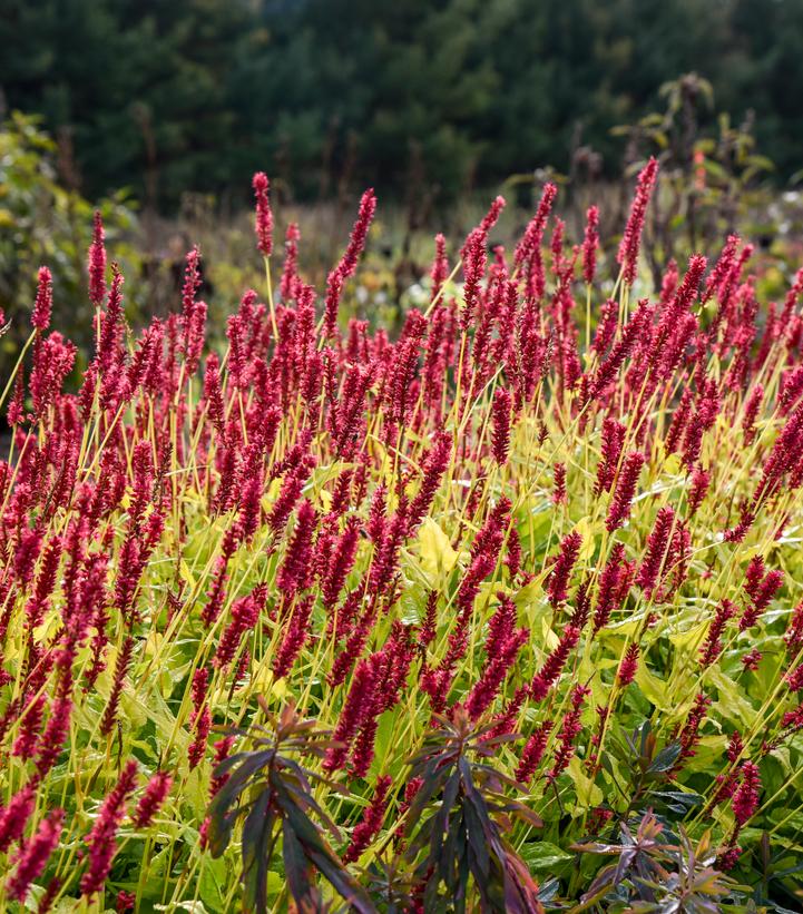 Persicaria amplexicaulis ''Glowing Reviews'' - Mountain Fleece from Prides Corner Farms
