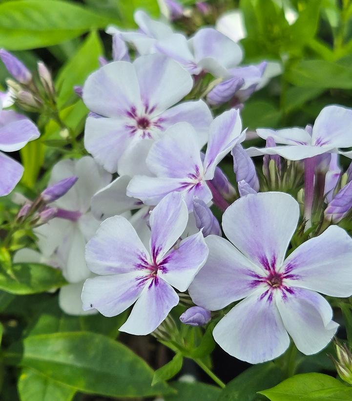 Image Credit: Prides Corner Farms