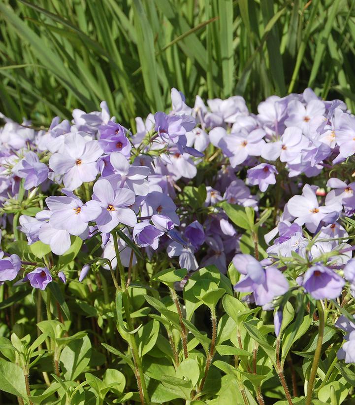Phlox stolonifera ''Blue Ridge'' - Blue Ridge Creeping Phlox from Prides Corner Farms