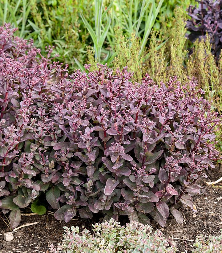 Image Credit: Walters Gardens