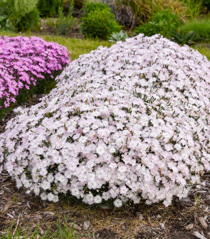 Dianthus Frill Factor® 'Adrenaline Blush' - Image Credit - Walters Gardens