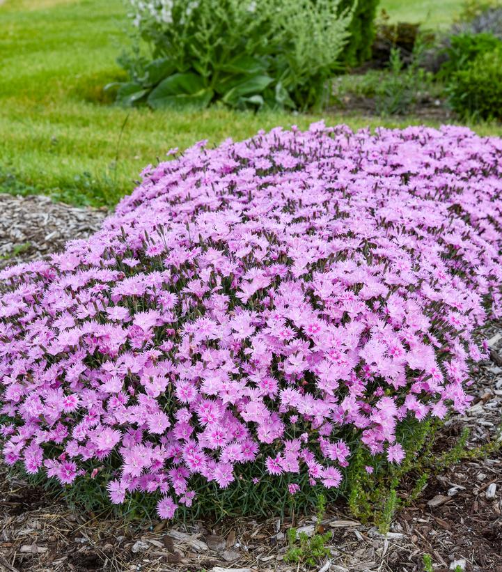 Dianthus Frill Factor® 'Aftershock' - Image Credit - Walters Gardens