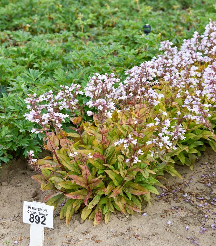 Penstemon Prairie Palooza® ''Copper Tones'' - Image credit - Walters Gardens